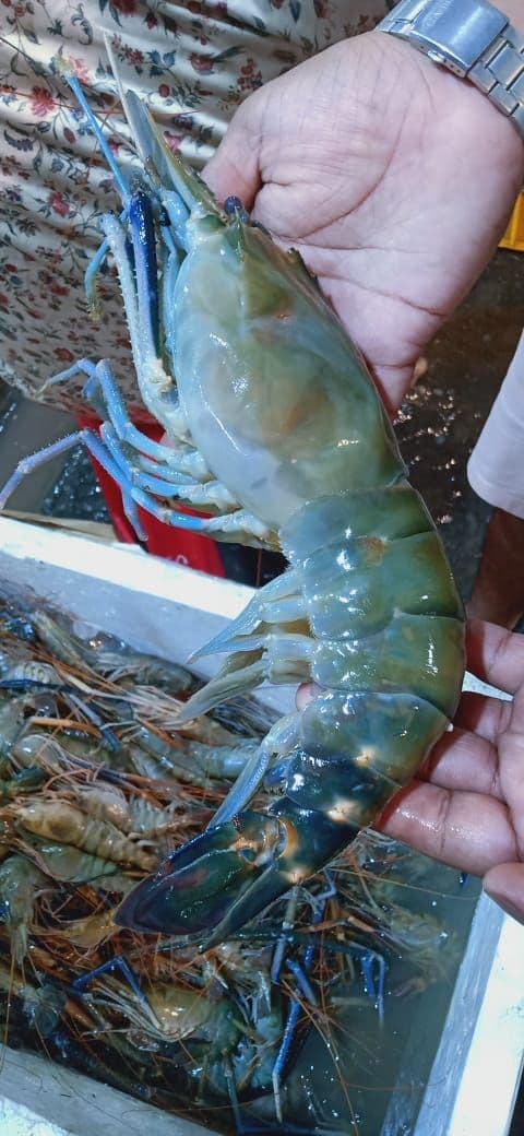 Prawns Big Size