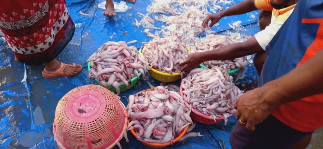 Bombil ( bombay duck)