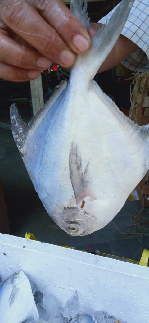 Pomfret medium size