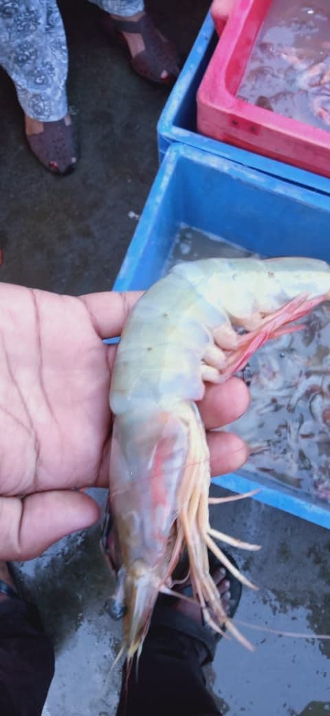 Prawns medium size